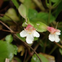 Torenia polygonoides Benth.